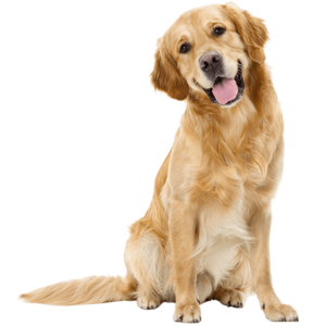 Wie wird man Held? Teil 15: Der Hund